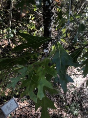 Quercus laevis image