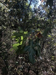 Quercus laevis image