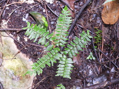 Adiantum villosum