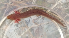 Necturus mounti