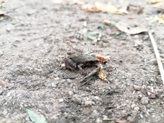 Eleutherodactylus pipilans