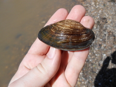 Strophitus undulatus