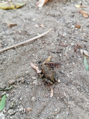 Eleutherodactylus pipilans