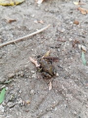 Eleutherodactylus pipilans