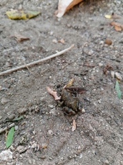 Eleutherodactylus pipilans