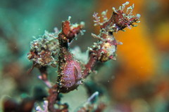 Idiotropiscis lumnitzeri