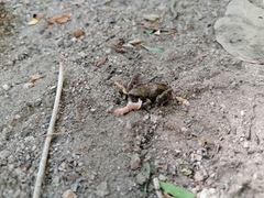 Eleutherodactylus pipilans