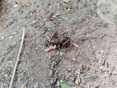 Eleutherodactylus pipilans