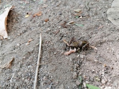 Eleutherodactylus pipilans