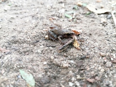 Eleutherodactylus pipilans