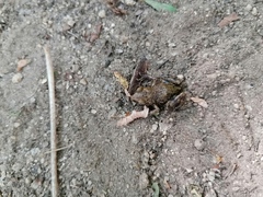 Eleutherodactylus pipilans