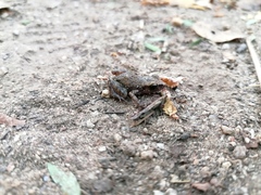 Eleutherodactylus pipilans