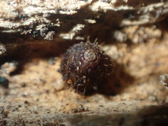 Aeschrodomus stipulata