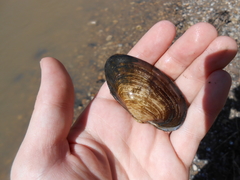 Strophitus undulatus