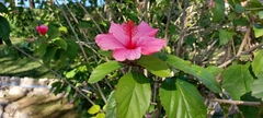 Hibiscus rosa-sinensis