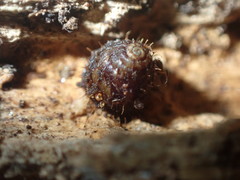 Aeschrodomus stipulata