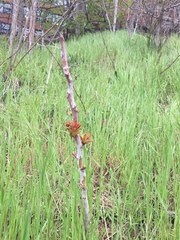 Ailanthus altissima