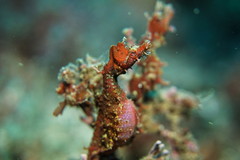 Idiotropiscis lumnitzeri