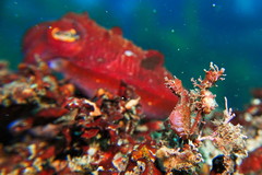 Idiotropiscis lumnitzeri