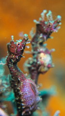 Idiotropiscis lumnitzeri