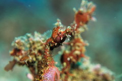 Idiotropiscis lumnitzeri