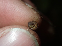 Aeschrodomus stipulata