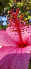Hibiscus rosa-sinensis