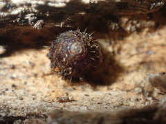 Aeschrodomus stipulata