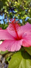 Hibiscus rosa-sinensis