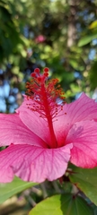 Hibiscus rosa-sinensis