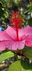 Hibiscus rosa-sinensis