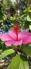 Hibiscus rosa-sinensis