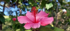 Hibiscus rosa-sinensis