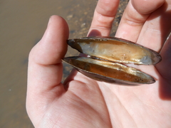 Strophitus undulatus