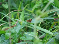 Ampittia dioscorides