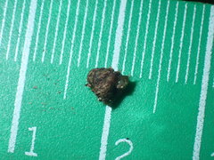 Aeschrodomus stipulata