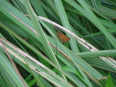 Cephrenes trichopepla