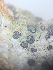 Cresponea chloroconia