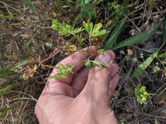 Geranium texanum