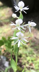 Habenaria cuevasiana