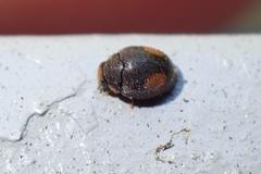 Cryptogonus orbiculus