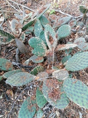 Opuntia decumbens