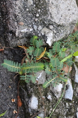 Phyllanthus niruri
