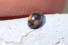 Cryptogonus orbiculus