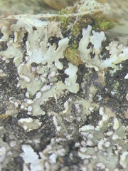 Physconia leucoleiptes