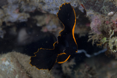 Dusky Batfish photo 2