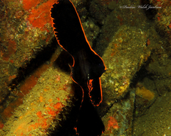 Dusky Batfish photo 3