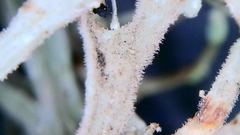 Ramalina puberulenta