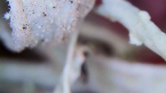 Ramalina puberulenta