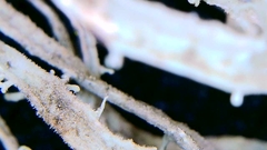 Ramalina puberulenta